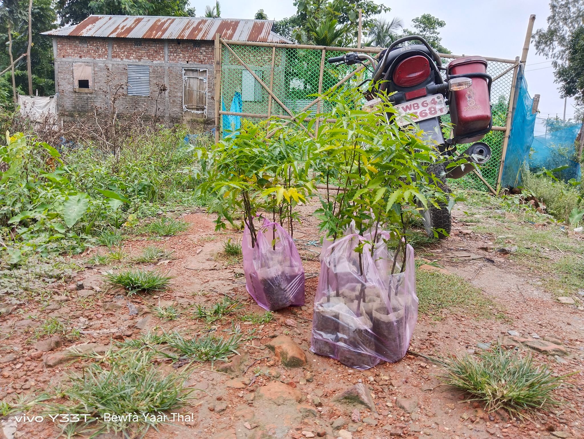 Tree Plantation Drive Sunday